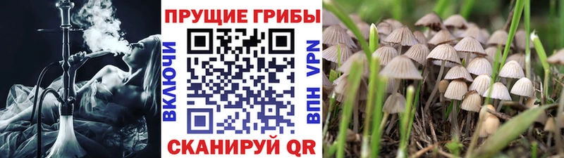 купить  сайты  даркнет формула  Галлюциногенные грибы Magic Shrooms  Пучеж 